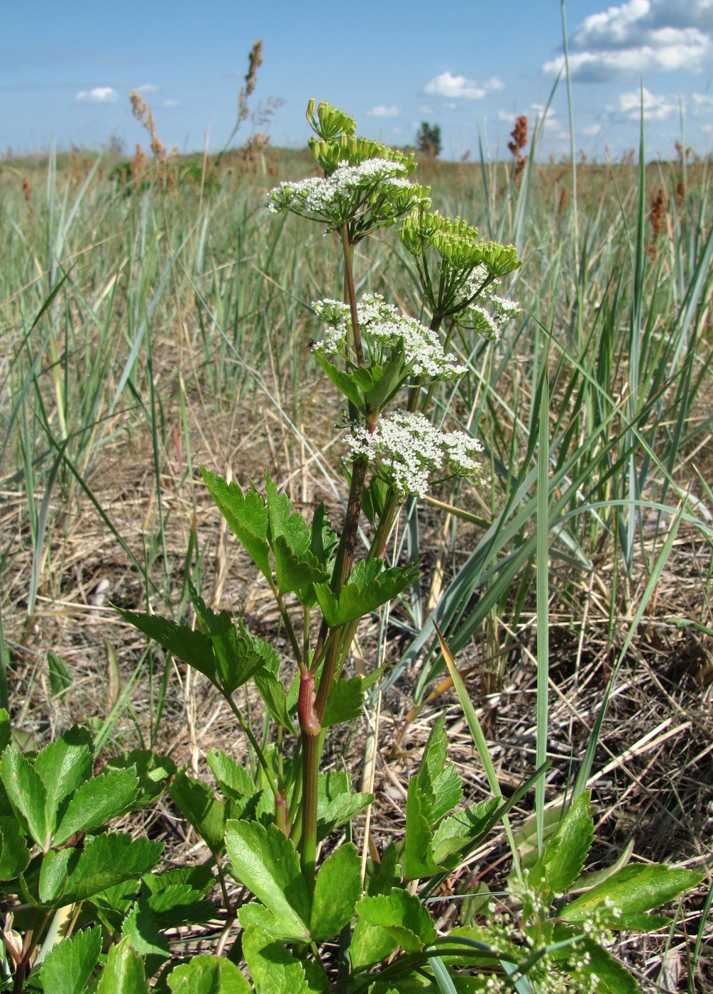 Image of Ligusticum scoticum specimen.