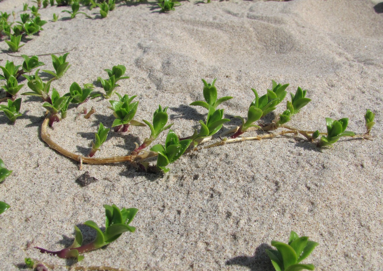 Изображение особи Honckenya peploides ssp. diffusa.