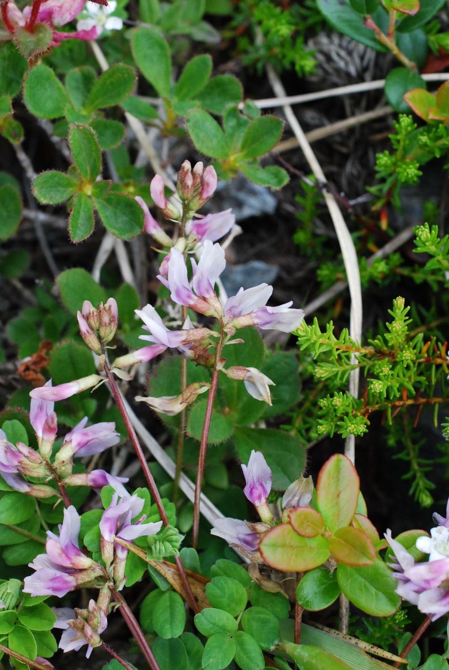 Изображение особи Astragalus ochotensis.