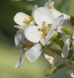 Crambe maritima