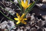 Crocus olivieri subspecies balansae. Цветущее растение (cv. 'Orange Monarch'). Костромская обл., Судиславский р-н, дер. Антипино, в культуре. 25.04.2019.