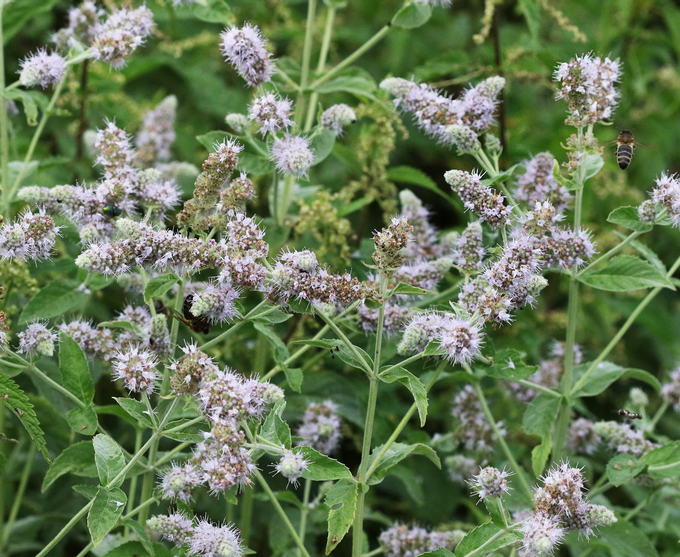 Изображение особи Mentha longifolia.