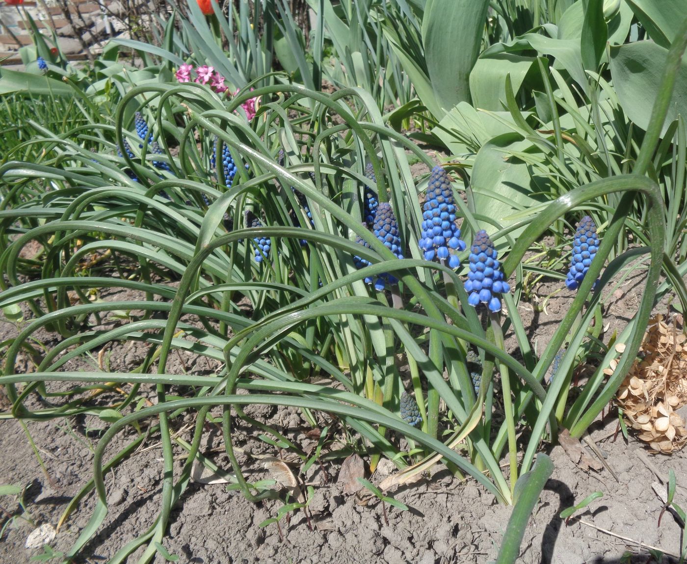 Изображение особи Muscari armeniacum.