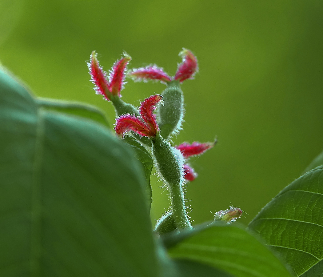 Изображение особи Juglans mandshurica.