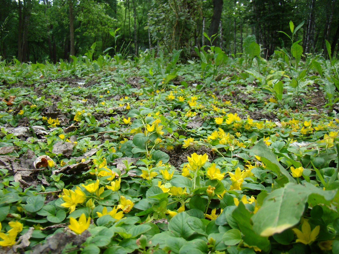 Изображение особи Lysimachia nummularia.