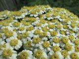 Pyrethrum macrophyllum