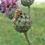 Centaurea apiculata. Нераспустившееся соцветие. Украина, Донецкая обл., Константиновский р-н, окр. с. Заря, северный склон степной балки в долине р. Калиновая. 04.07.2010.