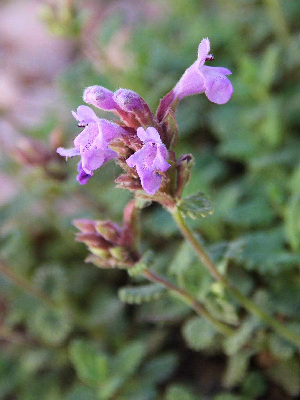 Изображение особи Dracocephalum oblongifolium.