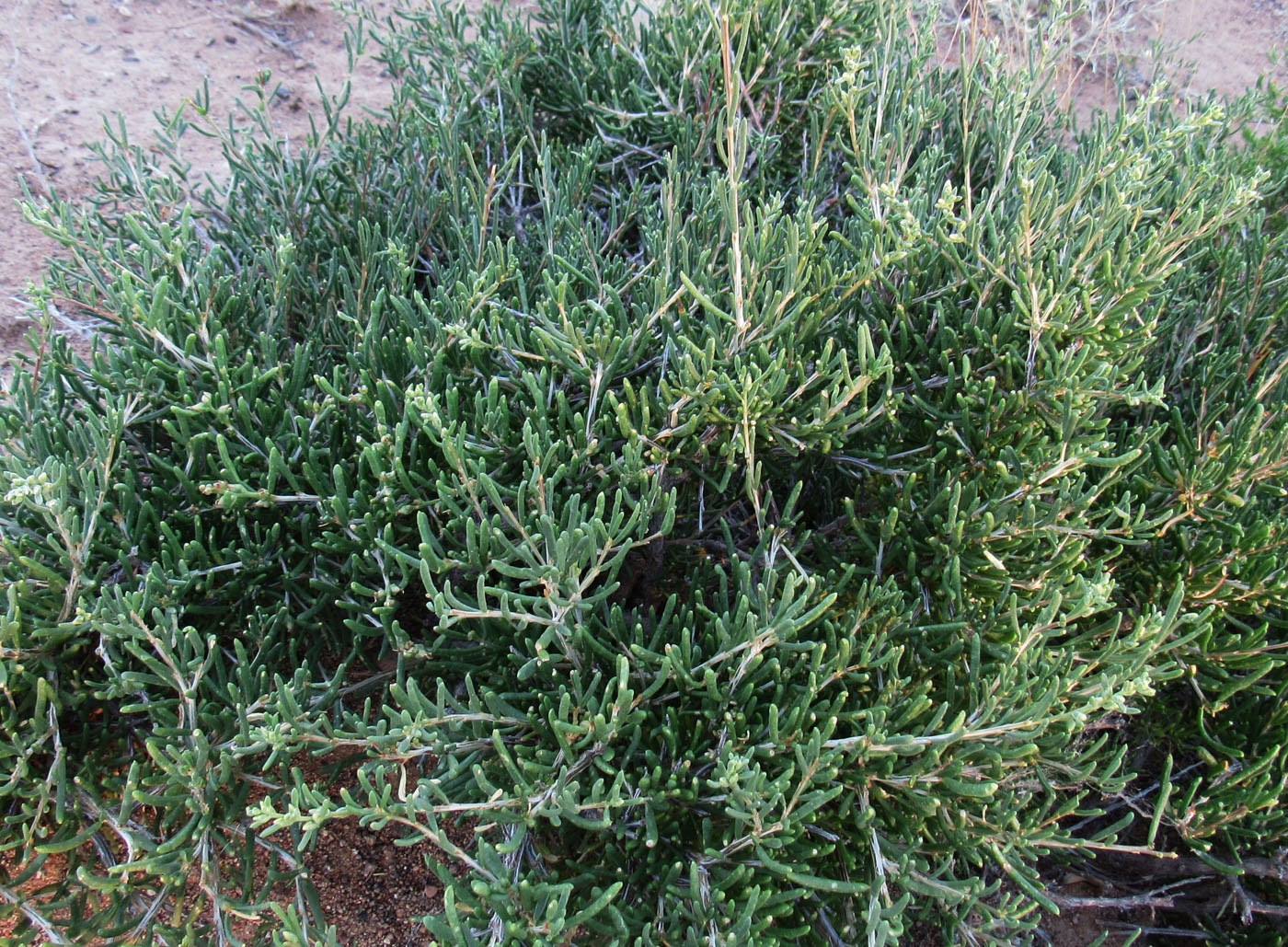 Image of Salsola arbusculiformis specimen.