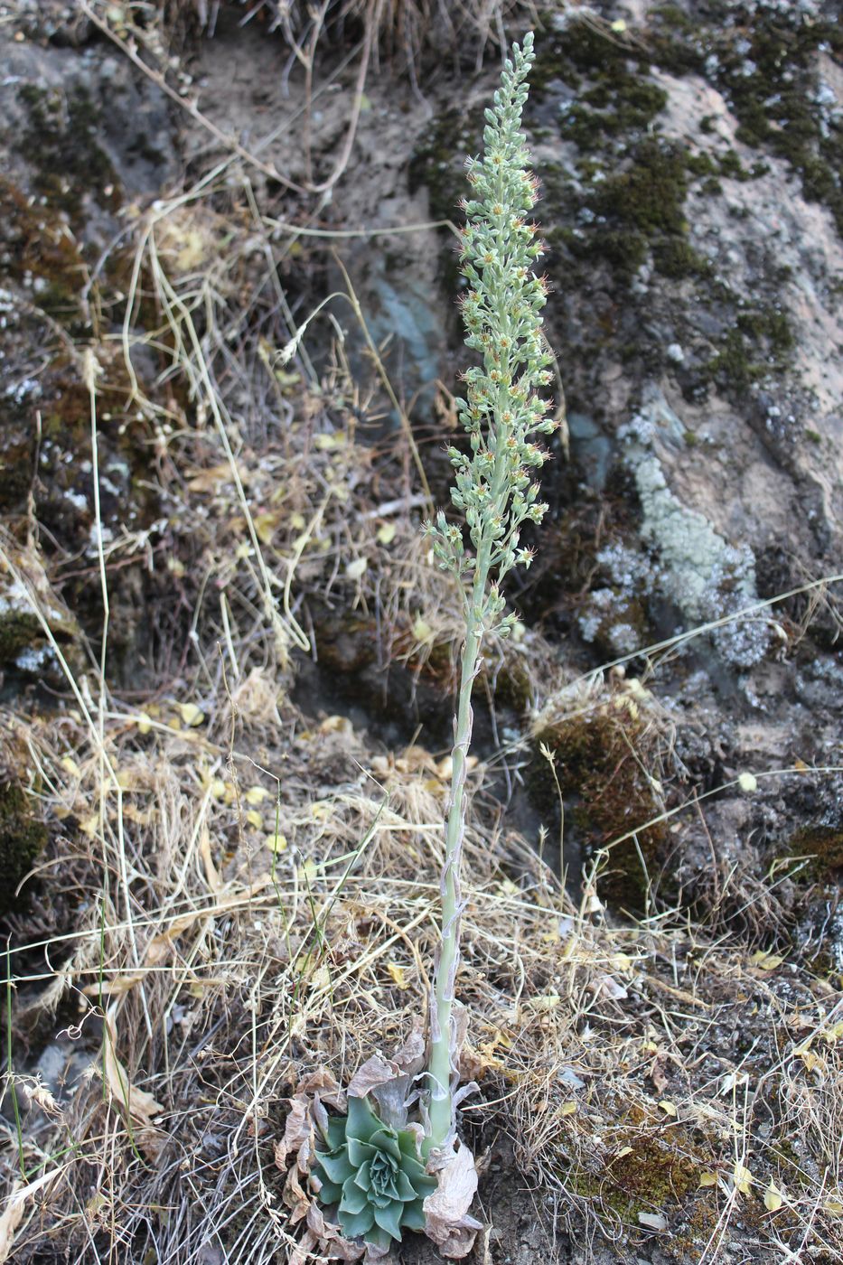 Image of Rosularia subspicata specimen.