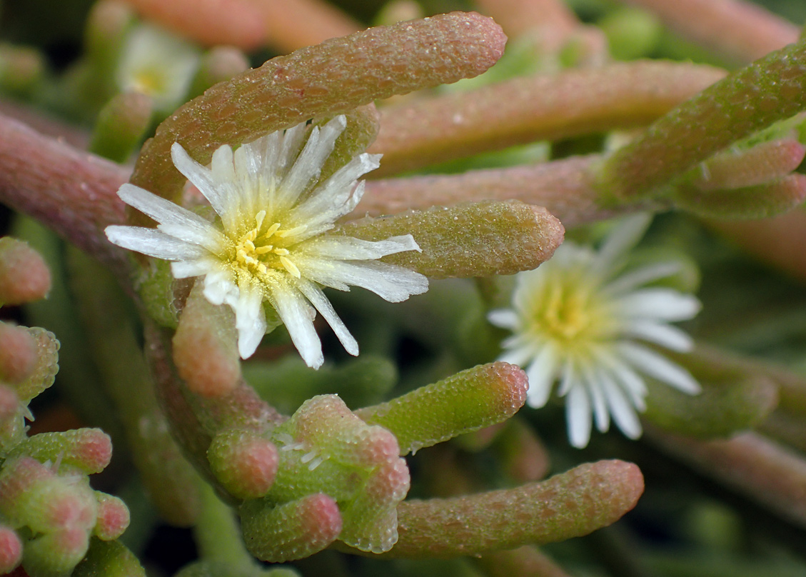 Изображение особи Mesembryanthemum nodiflorum.