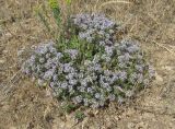 Ziziphora serpyllacea