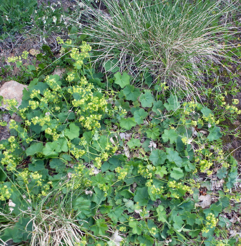 Изображение особи род Alchemilla.