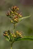 Lysimachia vulgaris. Верхушка побега с соплодиями. Башкортостан, окр. г. Стерлитамак, влажный сенокосный луг. 05.08.2019.