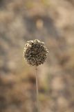 Allium turkestanicum. Соплодие. Казахстан, Карагандинская обл., Улытауский р-н, водораздельная поверхность р. Кара-Кенгир и р. Кумола вблизи урочища Тенкесай, лебедово-ковыльное сообщество на двухлетнем пожарище. 23.08.2019.