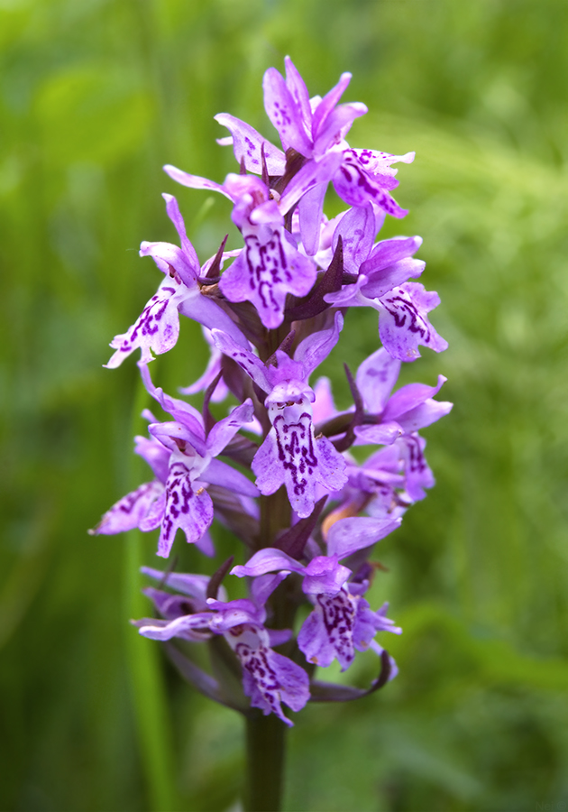 Image of Dactylorhiza sibirica specimen.