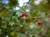 Crataegus monogyna. Плодоносящая веточка. Санкт-Петербург, Московский р-н, окр. пересечения Кубинской и Благодатной ул., у жилых домов, в культуре. 11.09.2019.