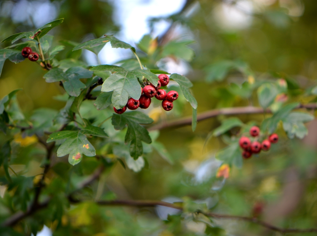 Изображение особи Crataegus monogyna.