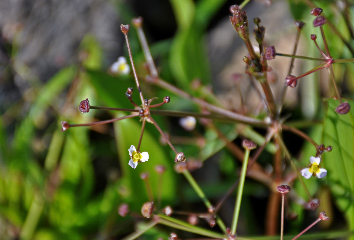 Image of Alisma plantago-aquatica specimen.