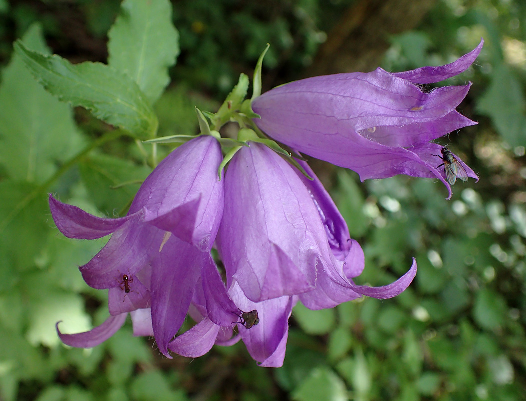 Image of Campanula latifolia specimen.