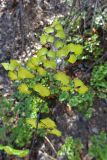 Adiantum sulphureum