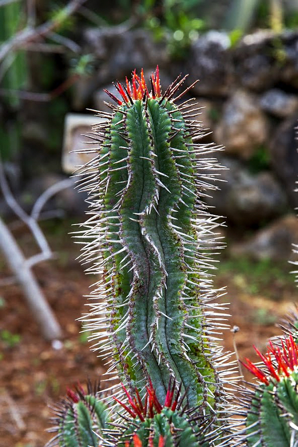 Изображение особи Euphorbia horrida.