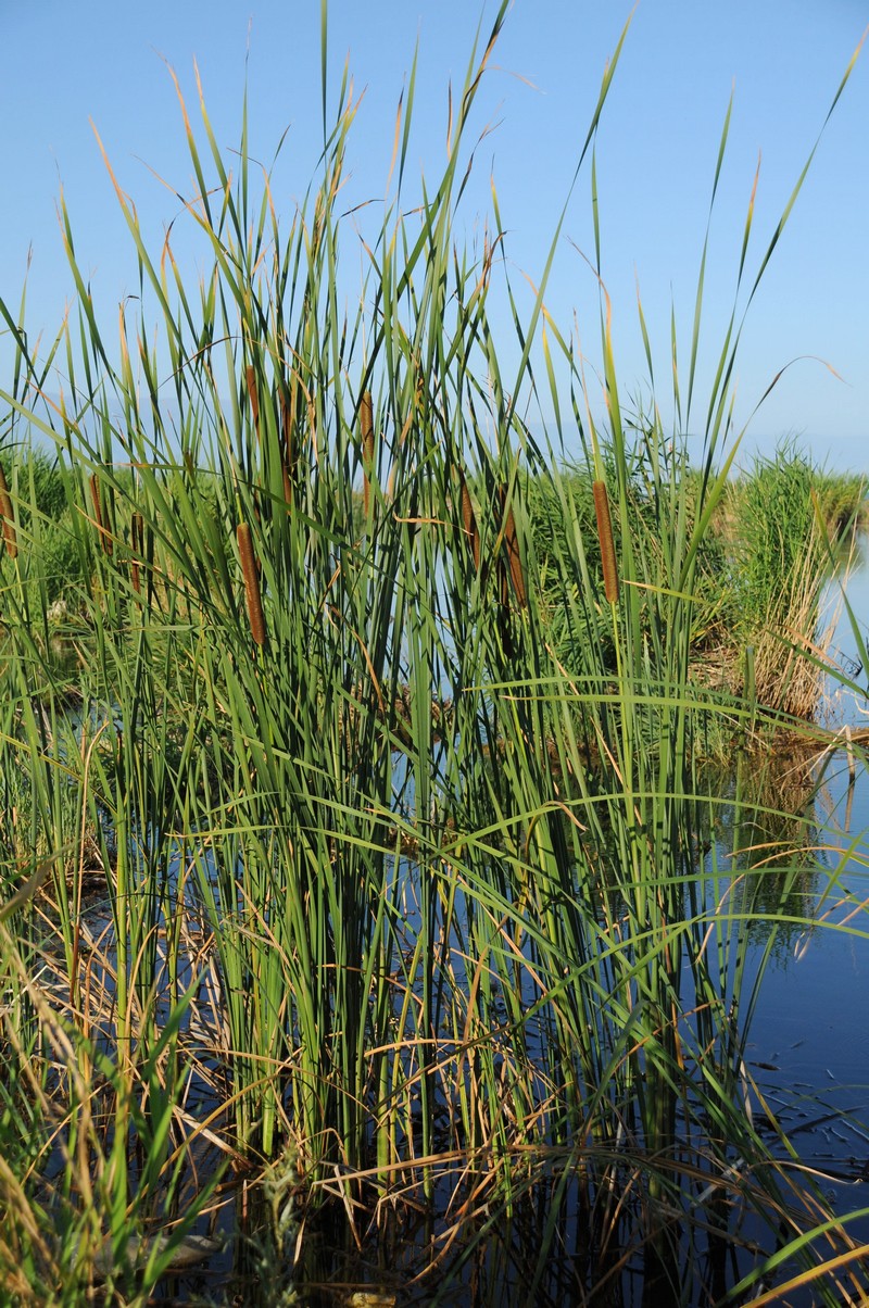 Изображение особи Typha angustifolia.