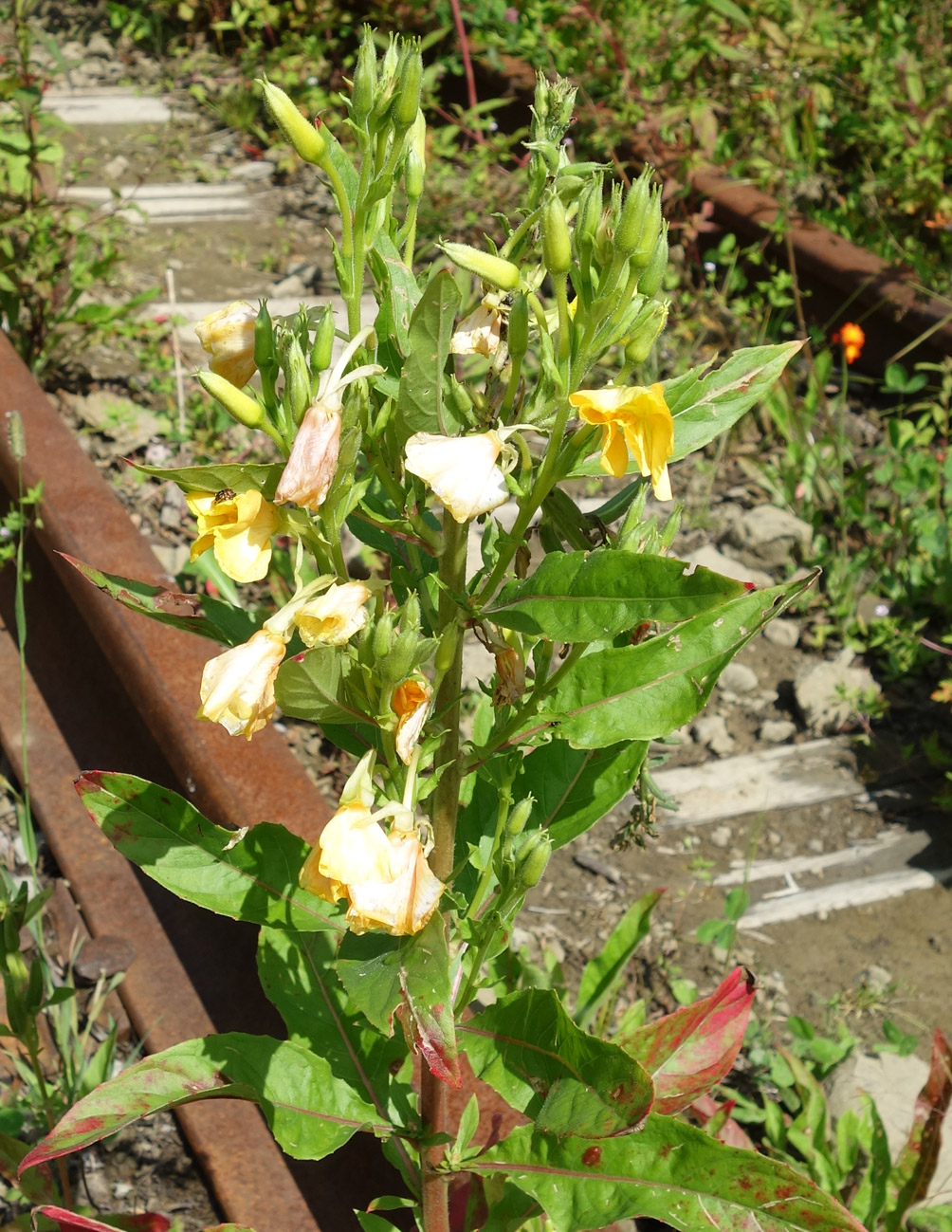 Изображение особи Oenothera biennis.