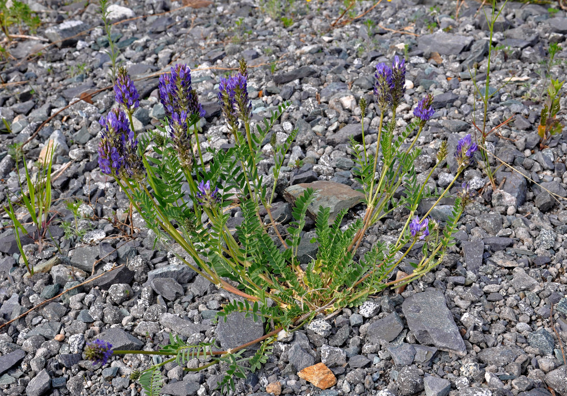 Image of Astragalus adsurgens specimen.