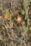 Mespilus germanica. Покоящаяся ветвь с плодом. Краснодарский край, Лазаревский р-н, окр. с. Ордынка, 150 м н.у.м., граница леса. 06.01.2020.