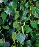 Betula pendula