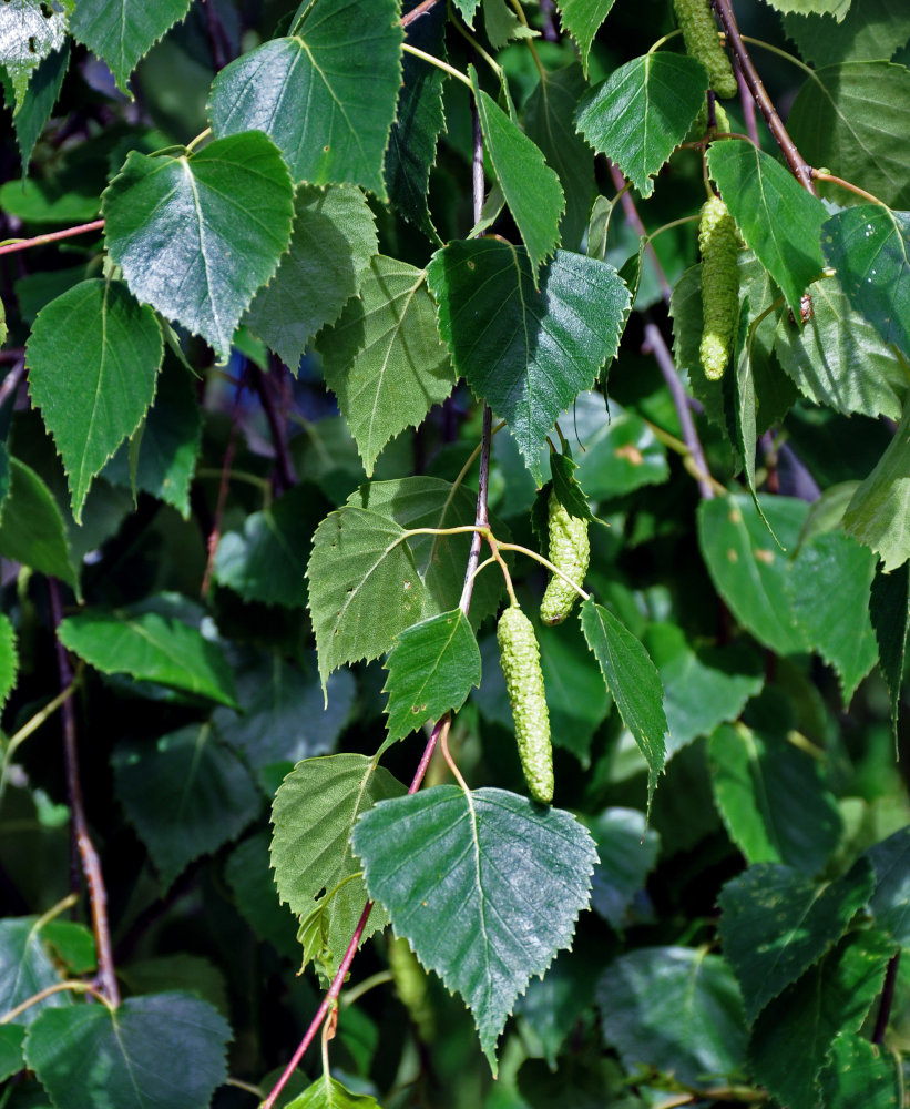 Image of Betula pendula specimen.