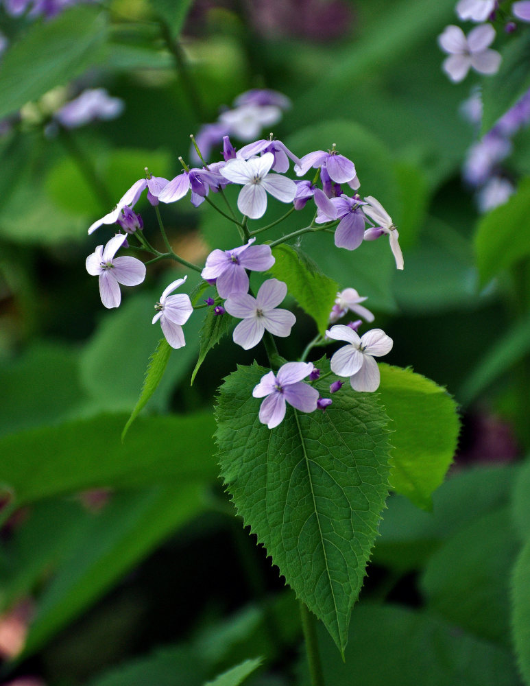 Изображение особи Lunaria rediviva.