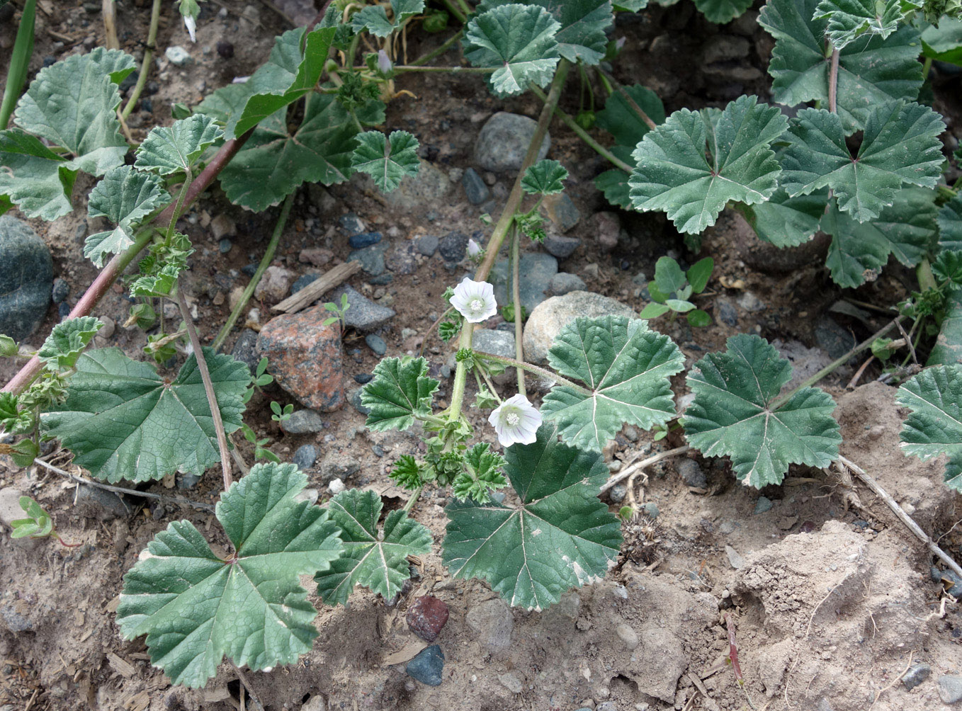 Изображение особи Malva neglecta.