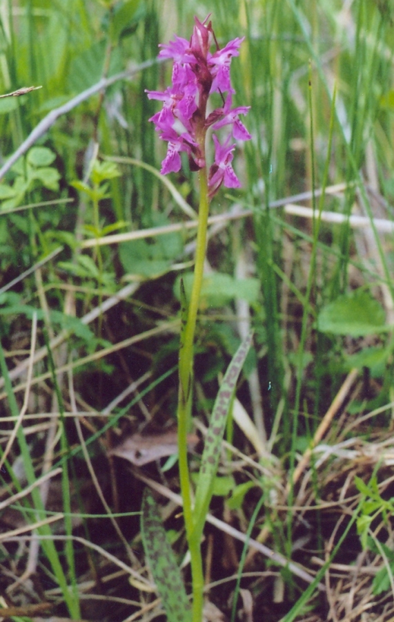 Image of Dactylorhiza russowii specimen.