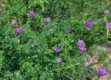 Astragalus onobrychis