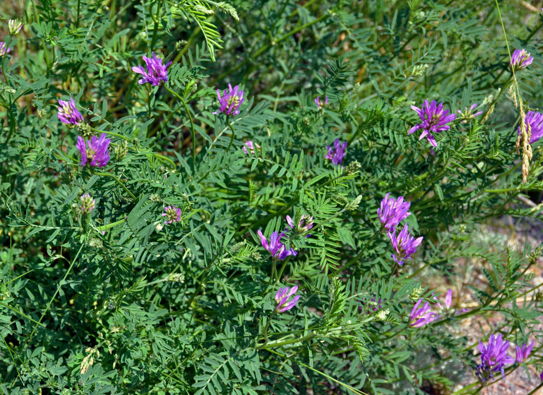 Изображение особи Astragalus onobrychis.