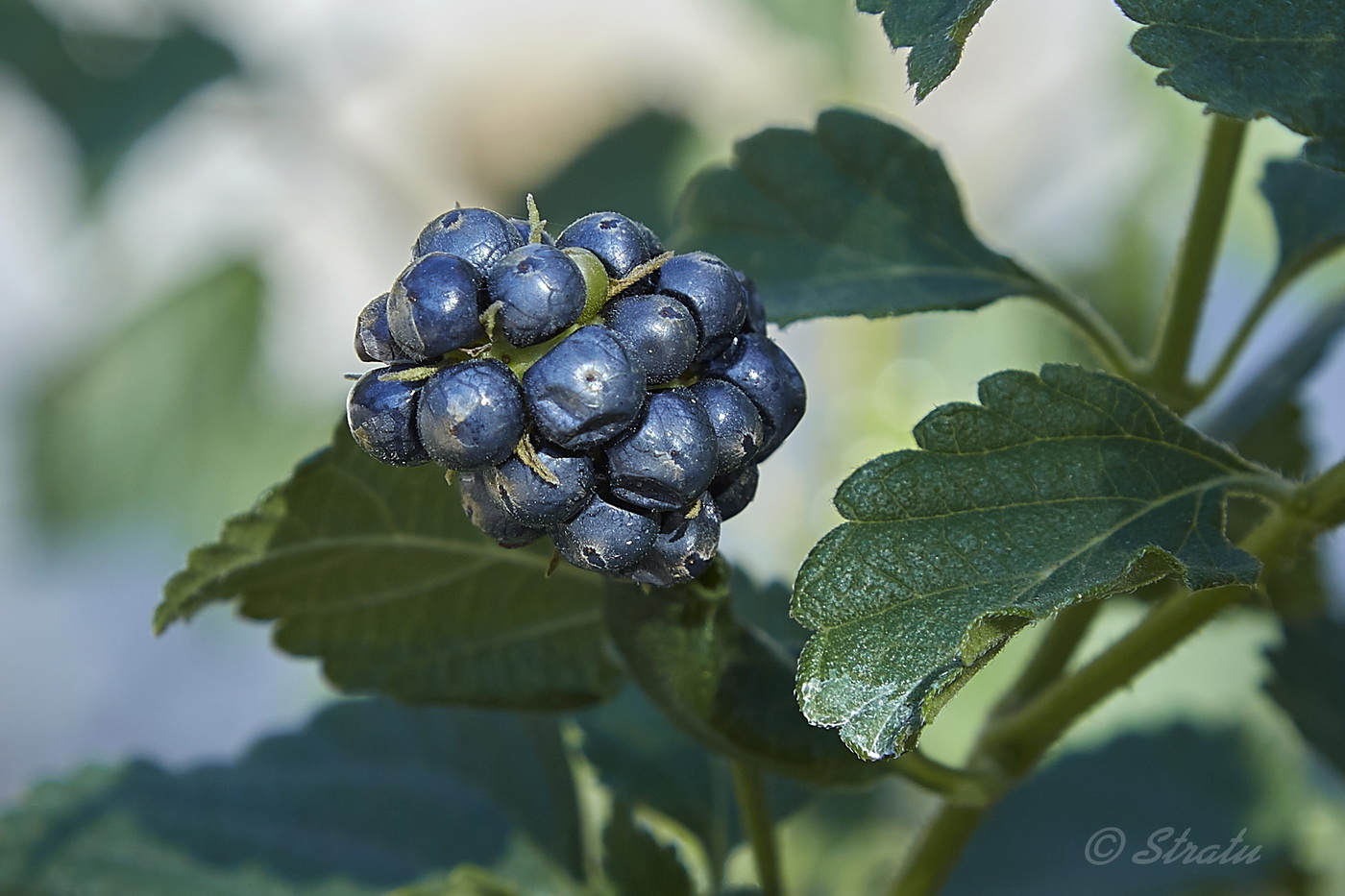 Изображение особи Lantana camara.