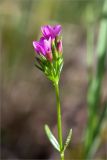 Centaurium littorale. Верхушка побега с соцветием. Ленинградская обл., Кингисеппский р-н, окр. дер. Урмизно, побережье Финского залива, заросли тростника (Phragmites australis) на песке. 31.08.2019.