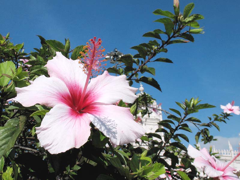 Изображение особи Hibiscus rosa-sinensis.