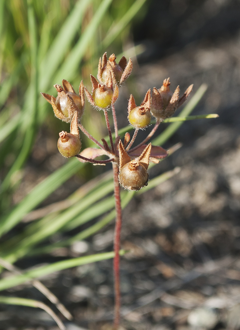 Image of Androsace maxima specimen.