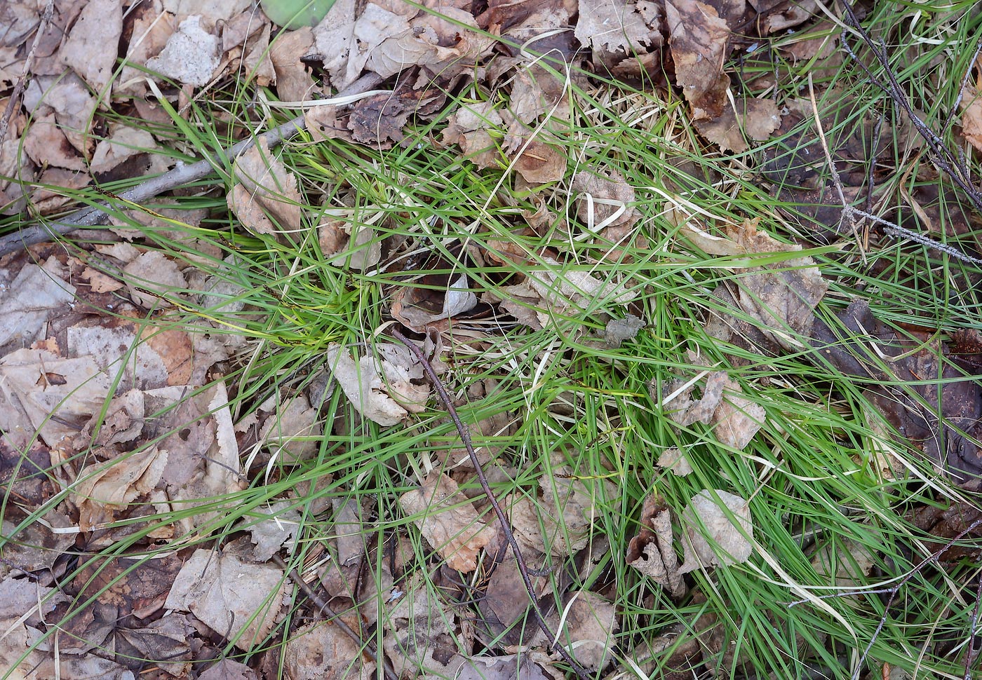 Image of Carex digitata specimen.