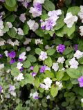 Brunfelsia pauciflora. Цветки и листья. Перу, г. Лима, р-н Мирафлорес. 06.10.2019.