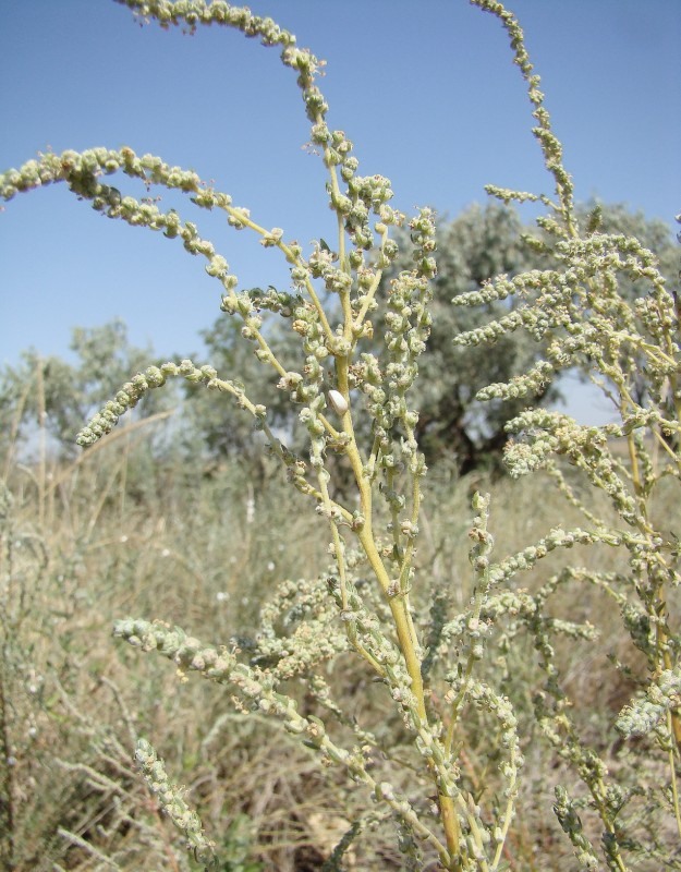 Image of Bassia prostrata specimen.