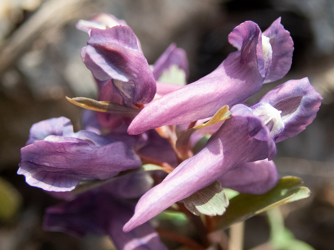 Изображение особи Corydalis solida.