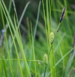 genus Carex. Верхушка плодоносящего растения. Пермский край, г. Пермь, Кировский р-н, пос. Кировский, дол. р. Заборная, сырой луг. 07.06.2020.