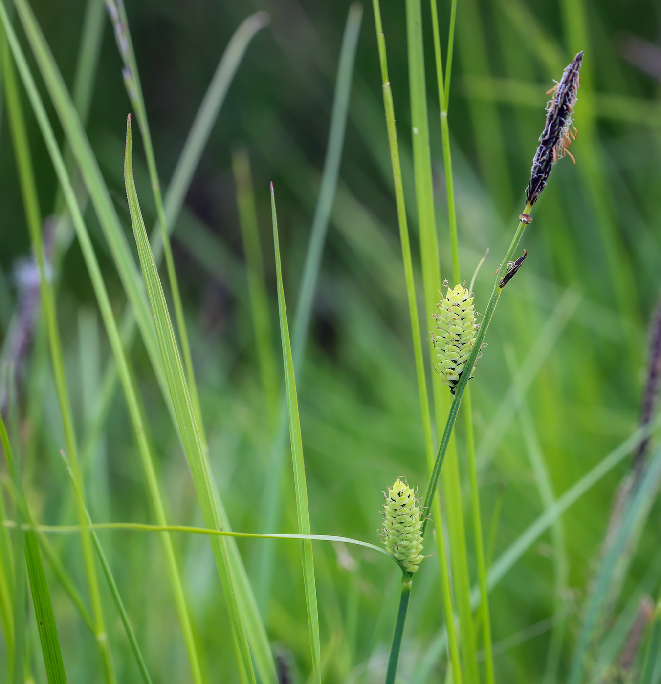 Изображение особи род Carex.