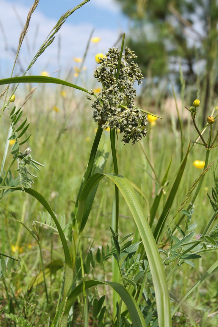 Image of Scirpus sylvaticus specimen.