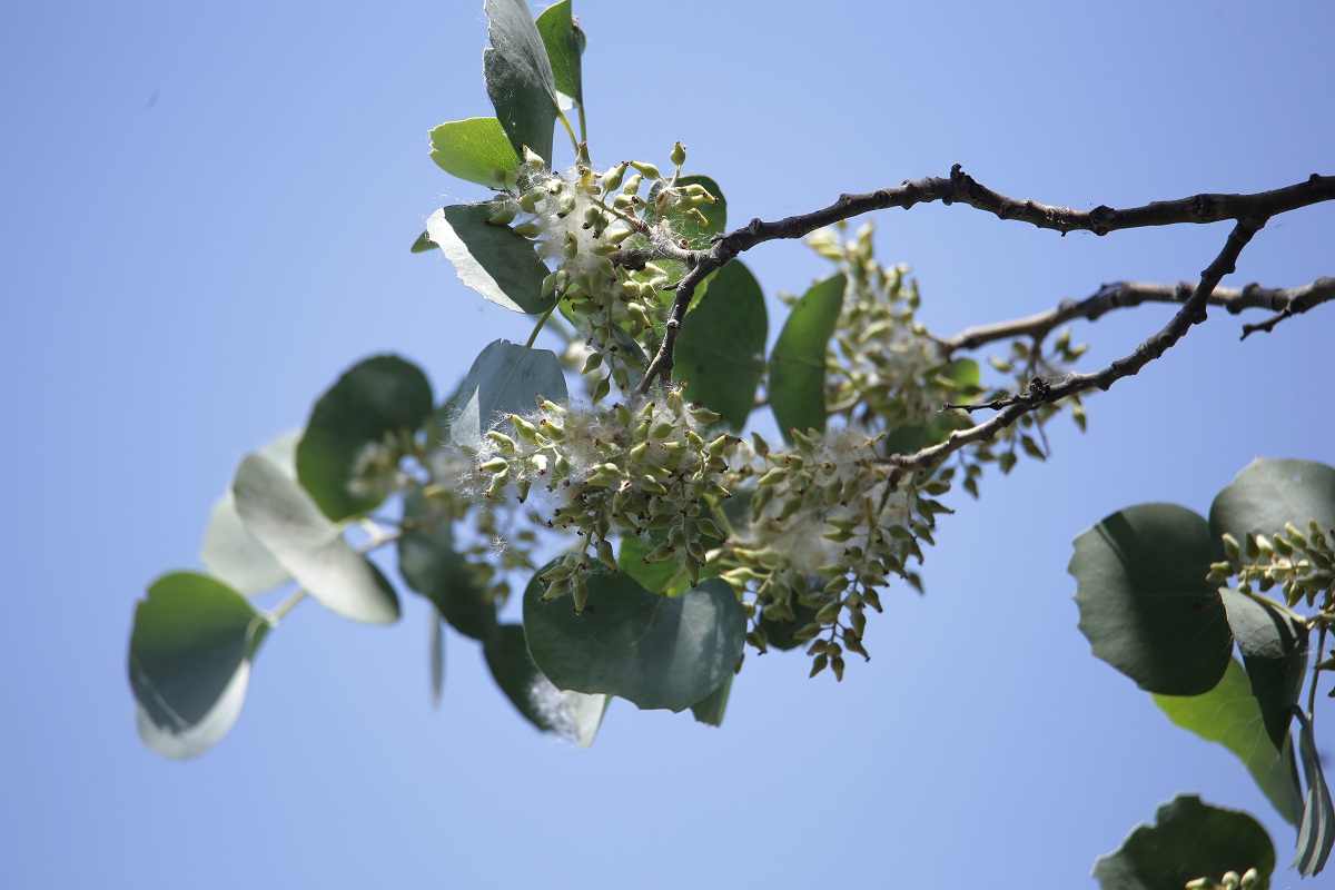 Изображение особи Populus pruinosa.