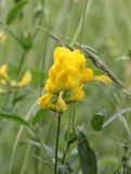 Lathyrus pratensis